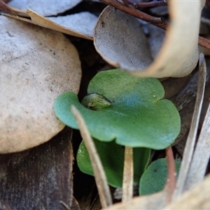 Corysanthes incurva at suppressed - 5 Jul 2020