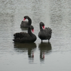 Cygnus atratus at Coombs, ACT - 6 Jul 2020