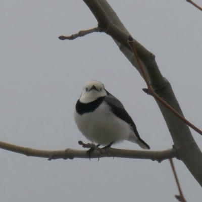 Epthianura albifrons (White-fronted Chat) at Coombs Ponds - 6 Jul 2020 by Hutch68