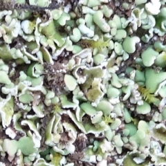 Cladonia sp. (genus) (Cup Lichen) at Murrumbateman, NSW - 20 Jun 2020 by JanetRussell
