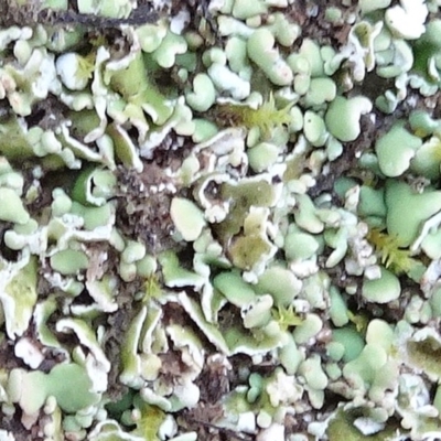 Cladonia sp. (genus) (Cup Lichen) at Murrumbateman, NSW - 20 Jun 2020 by JanetRussell