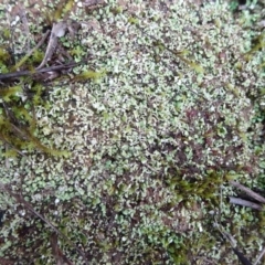 Cladonia sp. (genus) at Murrumbateman, NSW - 20 Jun 2020 03:48 PM