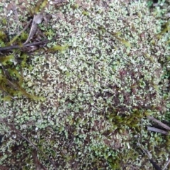 Cladonia sp. (genus) at Murrumbateman, NSW - 20 Jun 2020