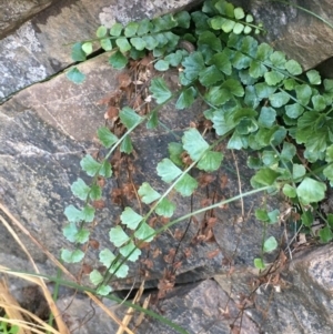 Asplenium flabellifolium at Kowen, ACT - 5 Jul 2020