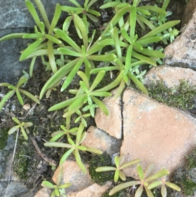 Calandrinia sp. (A Purslane) at Kowen, ACT - 5 Jul 2020 by JaneR