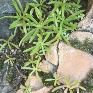 Calandrinia sp. at Kowen, ACT - 5 Jul 2020