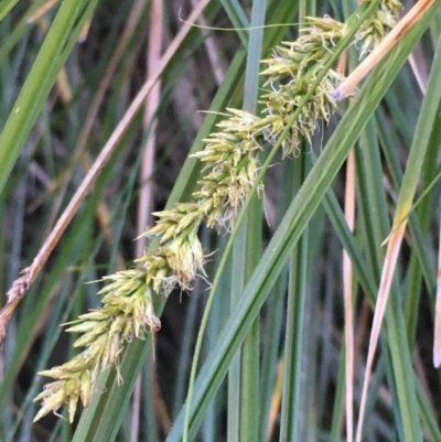 Carex appressa (Tall Sedge) at Kowen, ACT - 5 Jul 2020 by JaneR
