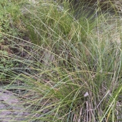 Carex appressa at Kowen, ACT - 5 Jul 2020 02:16 PM