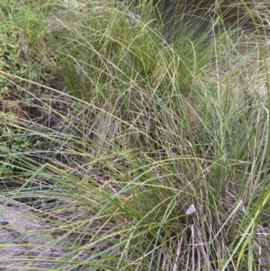 Carex appressa at Kowen, ACT - 5 Jul 2020