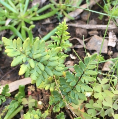 Cheilanthes sp. (Rock Fern) at Kowen, ACT - 5 Jul 2020 by JaneR