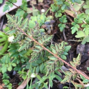 Cheilanthes sp. at Kowen, ACT - 5 Jul 2020