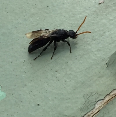 Anthoboscinae sp. (subfamily) (Flower wasp) at Aranda, ACT - 5 Jul 2020 by Jubeyjubes