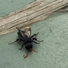 Anthoboscinae sp. (subfamily) at Aranda, ACT - 6 Jul 2020