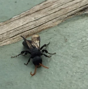 Anthoboscinae sp. (subfamily) at Aranda, ACT - 6 Jul 2020