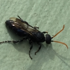 Anthoboscinae sp. (subfamily) at Aranda, ACT - 6 Jul 2020