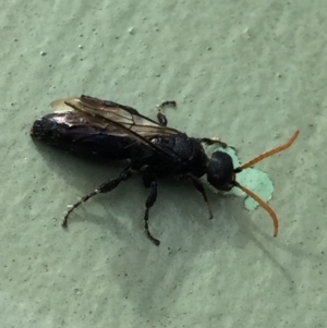 Anthoboscinae sp. (subfamily) at Aranda, ACT - 6 Jul 2020