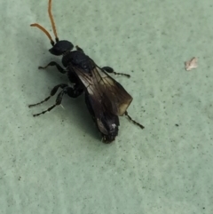 Anthoboscinae sp. (subfamily) at Aranda, ACT - 6 Jul 2020