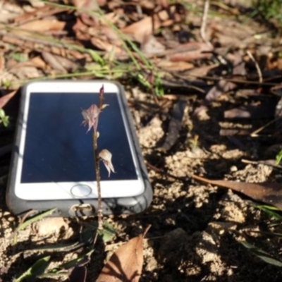 Acianthus fornicatus (Pixie-caps) at Wollondilly Local Government Area - 3 Jul 2020 by GlossyGal