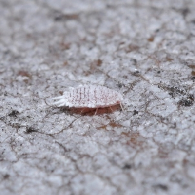 Pseudococcidae sp. (family) (A mealybug) at Hackett, ACT - 26 Jun 2020 by TimL