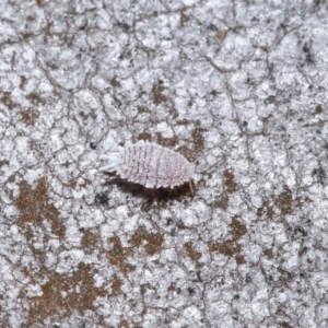 Pseudococcidae sp. (family) at Hackett, ACT - 26 Jun 2020