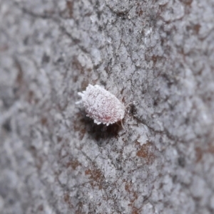 Pseudococcidae sp. (family) at Hackett, ACT - 26 Jun 2020