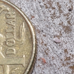 Pseudococcidae sp. (family) at Hackett, ACT - 26 Jun 2020