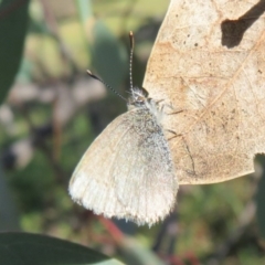 Zizina otis (Common Grass-Blue) at Dunlop, ACT - 5 Jul 2020 by Christine