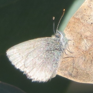 Zizina otis at Molonglo River Reserve - 5 Jul 2020 01:02 PM