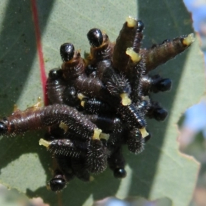 Perga sp. (genus) at Molonglo River Reserve - 5 Jul 2020