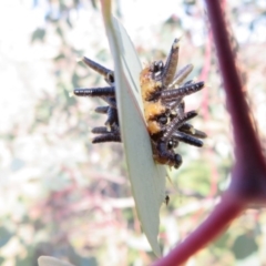 Perga sp. (genus) at Molonglo River Reserve - 5 Jul 2020