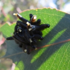 Perga sp. (genus) at Molonglo River Reserve - 5 Jul 2020