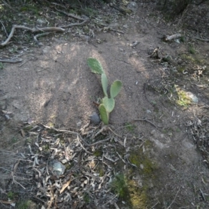 Opuntia sp. at Symonston, ACT - 5 Jul 2020