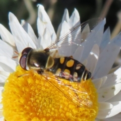 Simosyrphus grandicornis (Common hover fly) at Molonglo River Reserve - 5 Jul 2020 by Christine