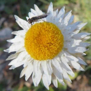 Simosyrphus grandicornis at Molonglo River Reserve - 5 Jul 2020 01:18 PM