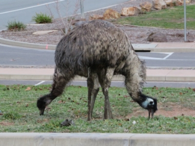 Dromaius novaehollandiae (Emu) at Paddys River, ACT - 27 Jun 2020 by Christine