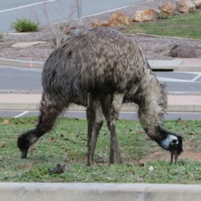 Dromaius novaehollandiae (Emu) at Cotter Reserve - 27 Jun 2020 by Christine