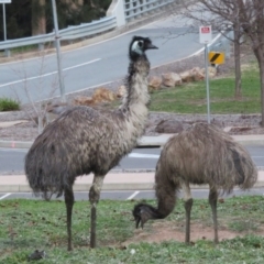 Dromaius novaehollandiae at Paddys River, ACT - 27 Jun 2020