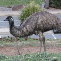 Dromaius novaehollandiae at Paddys River, ACT - 27 Jun 2020