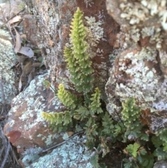 Cheilanthes distans (Bristly cloak fern) at Kowen Escarpment - 5 Jul 2020 by JaneR