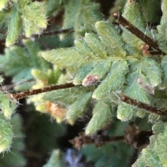 Cheilanthes distans at Kowen, ACT - 5 Jul 2020