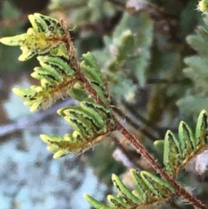 Cheilanthes distans at Kowen, ACT - 5 Jul 2020