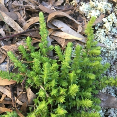 Crassula sieberiana (Austral Stonecrop) at Kowen, ACT - 5 Jul 2020 by JaneR