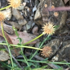 Calotis lappulacea (Yellow Burr Daisy) at Kowen Escarpment - 5 Jul 2020 by JaneR