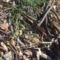 Calotis lappulacea at Kowen, ACT - 5 Jul 2020 03:22 PM