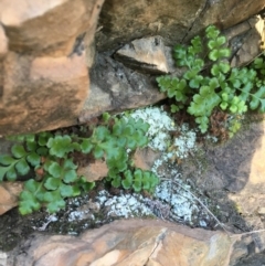 Pleurosorus rutifolius (Blanket Fern) at Kowen, ACT - 5 Jul 2020 by JaneR