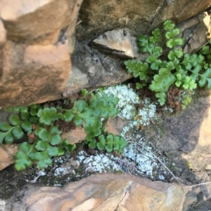 Asplenium subglandulosum at Kowen, ACT - 5 Jul 2020 02:29 PM