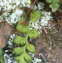 Asplenium subglandulosum at Kowen, ACT - 5 Jul 2020 02:29 PM