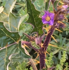 Solanum cinereum (Narrawa Burr) at Kowen Escarpment - 5 Jul 2020 by JaneR
