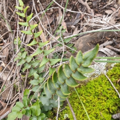 Pellaea calidirupium (Hot Rock Fern) at Kowen, ACT - 5 Jul 2020 by JSchofield