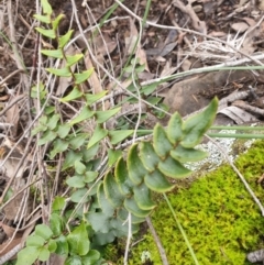 Pellaea calidirupium (Hot rock fern) at Kowen, ACT - 5 Jul 2020 by JSchofield